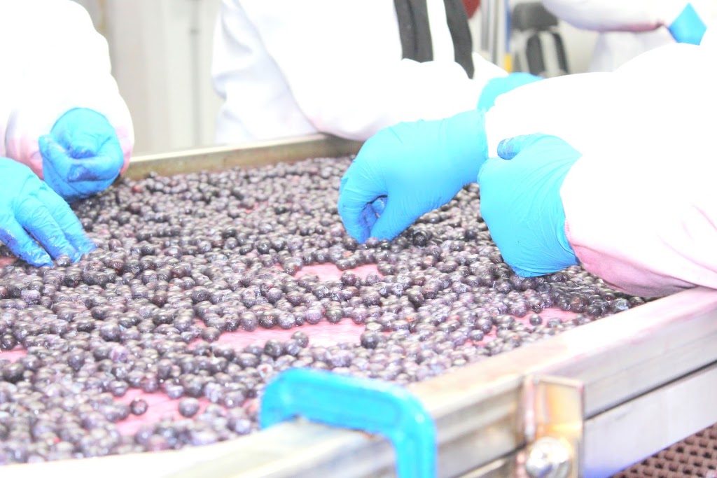 West Coast Blueberry Farms | 13753 Hale Rd, Pitt Meadows, BC V3Y 1Z1, Canada | Phone: (604) 465-6600