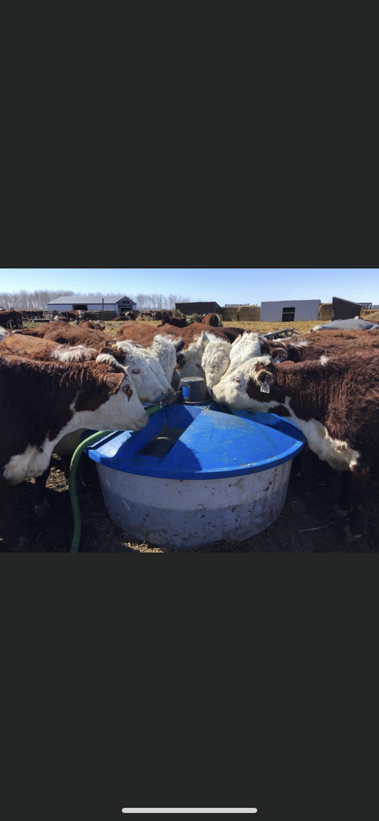 A1 Liquid Feeds | 42112 Mile 85 Rd N, Brokenhead, MB R0E 0C0, Canada | Phone: (204) 792-0035