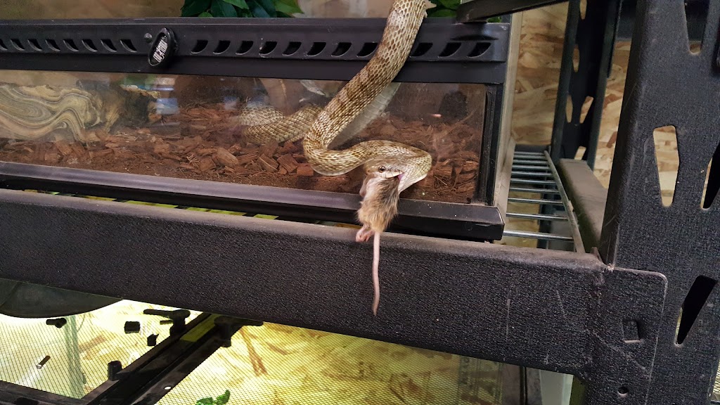 Winnipeg Reptiles | 6-1692 Dublin Ave, Winnipeg, MB R3H 1A8, Canada | Phone: (204) 632-6614