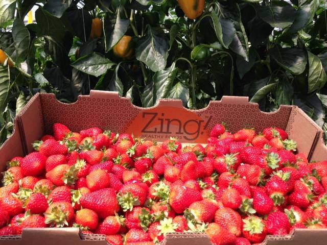 Zing! Healthy Foods | 627 Rd. 14, R.R. #5, Leamington, ON N8H 3V8, Canada | Phone: (519) 322-0400