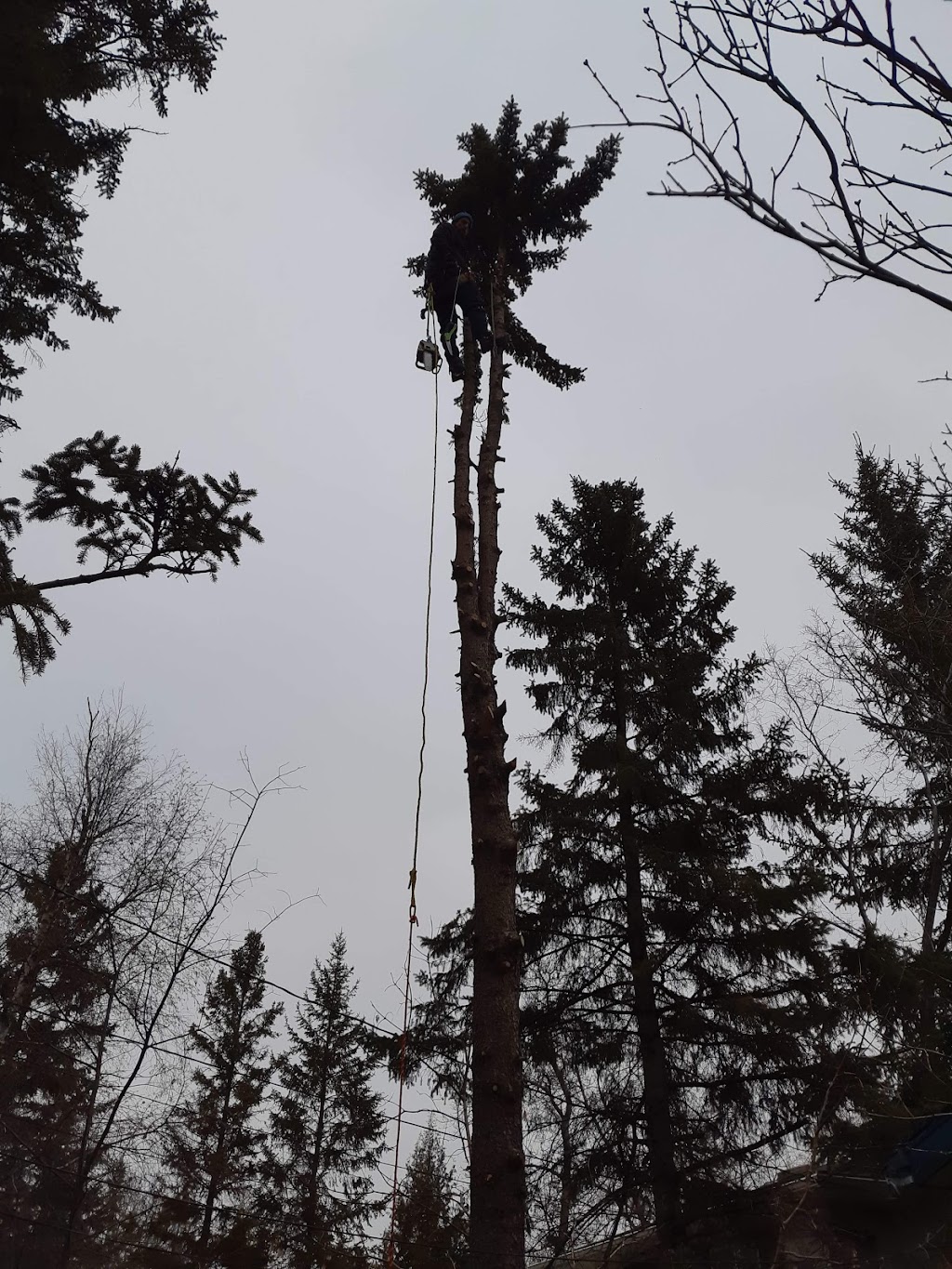 Horizon Tree Service | 1727 Loudoun Rd, Winnipeg, MB R3S 1A3, Canada | Phone: (204) 999-1706