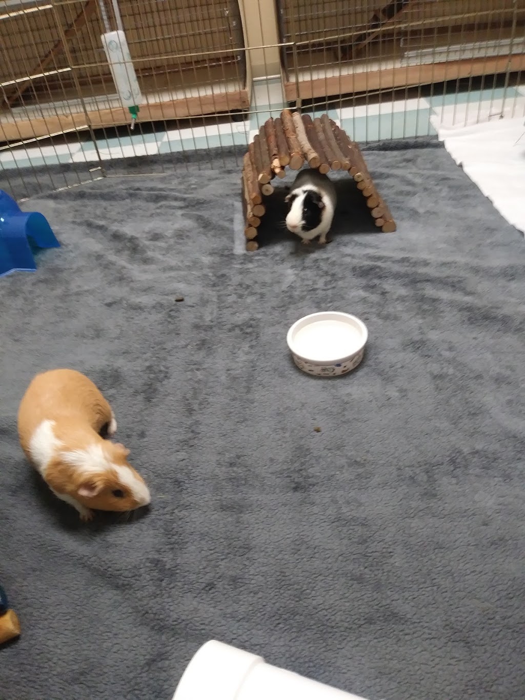 BC SPCA Richmond Education & Adoption Centre | 7791 Steveston Hwy, Richmond, BC V7A 1W8, Canada | Phone: (604) 277-3100