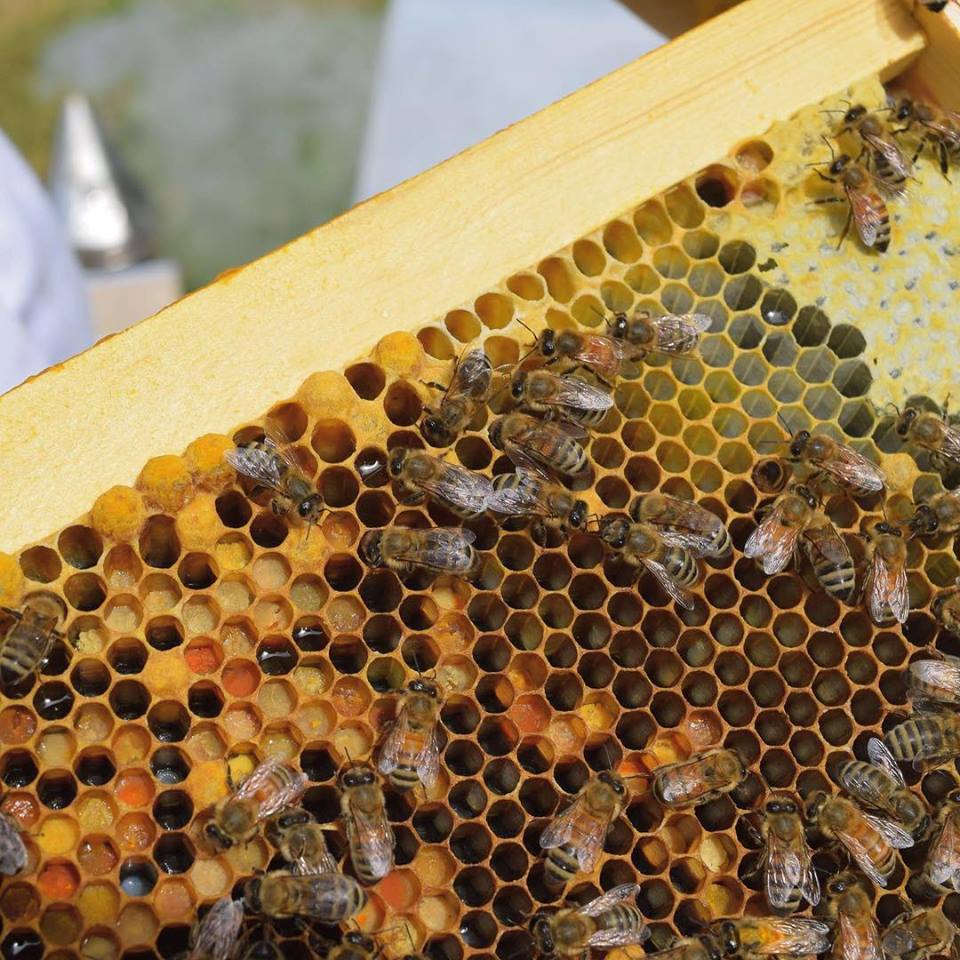 Dawn & Dallas Honey Farms | 2659A Otter Point Rd, Sooke, BC V9Z 0J1, Canada | Phone: (236) 464-4113