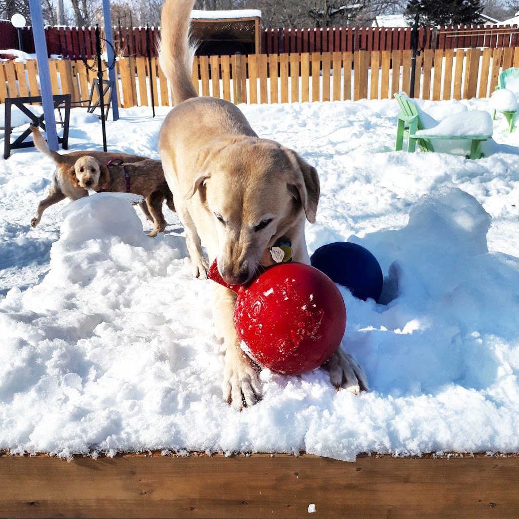 Chriss Dog Hotel No Cages Luxury Pet Resort | 1205 Moira St W, Belleville, ON K8R 1G1, Canada | Phone: (613) 968-4004