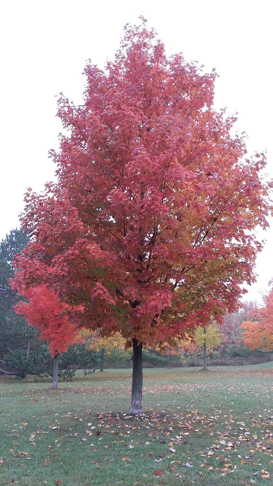 Peter Misersky Park | 122 Hadati Rd, Guelph, ON N1E, Canada | Phone: (519) 822-1260