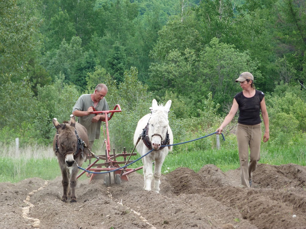 Les jardins au pas de lâne | 485 Avenue Centrale S, Stratford, QC G0Y 1P0, Canada | Phone: (418) 443-1200