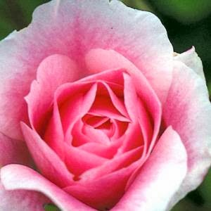 Shamrock Rose Teddy Bear Supplies | Bateman Dr, Nepean, ON K2G 4N9, Canada | Phone: (613) 413-2111