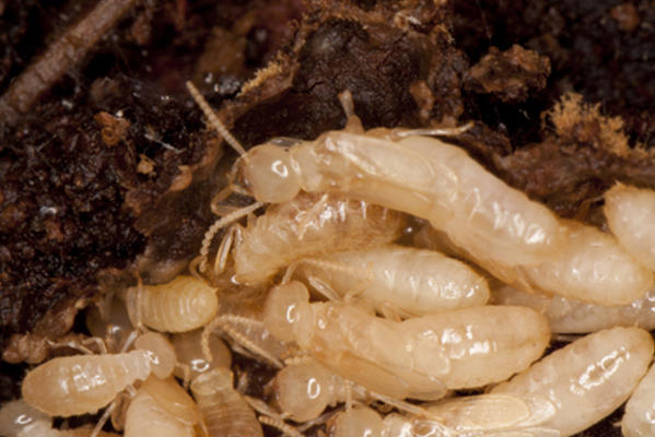 Natural Pest Solutions | 8360 153a St, Surrey, BC V3S 8P9, Canada | Phone: (604) 262-2823