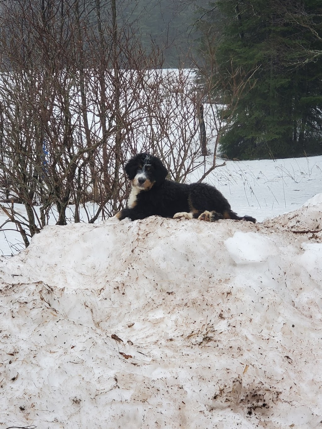 Posh puppies | point of interest | Gnadenthal Ave, Gnadenthal, MB R0G 1R0, Canada | 4317750050 OR +1 431-775-0050
