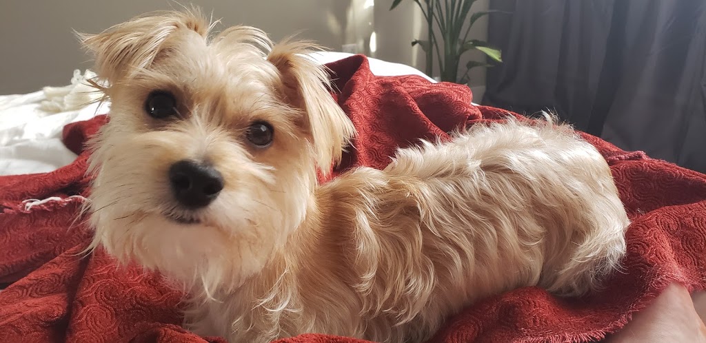 Central Animal Emergency Clinic | 812 Roderick Ave, Coquitlam, BC V3K 1P8, Canada | Phone: (604) 931-1911