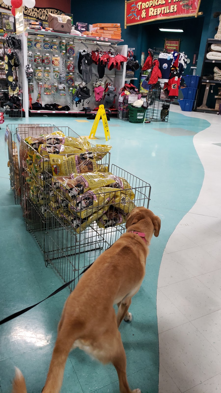 Petland | 3363 26 Ave NE, Calgary, AB T1Y 6L4, Canada | Phone: (403) 543-7711