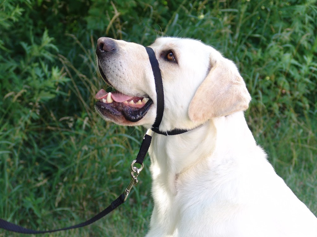 Professional Animal Behavior Associates | Parkhill Dr Box 141, Parkhill, ON N0M 2K0, Canada | Phone: (519) 685-4756