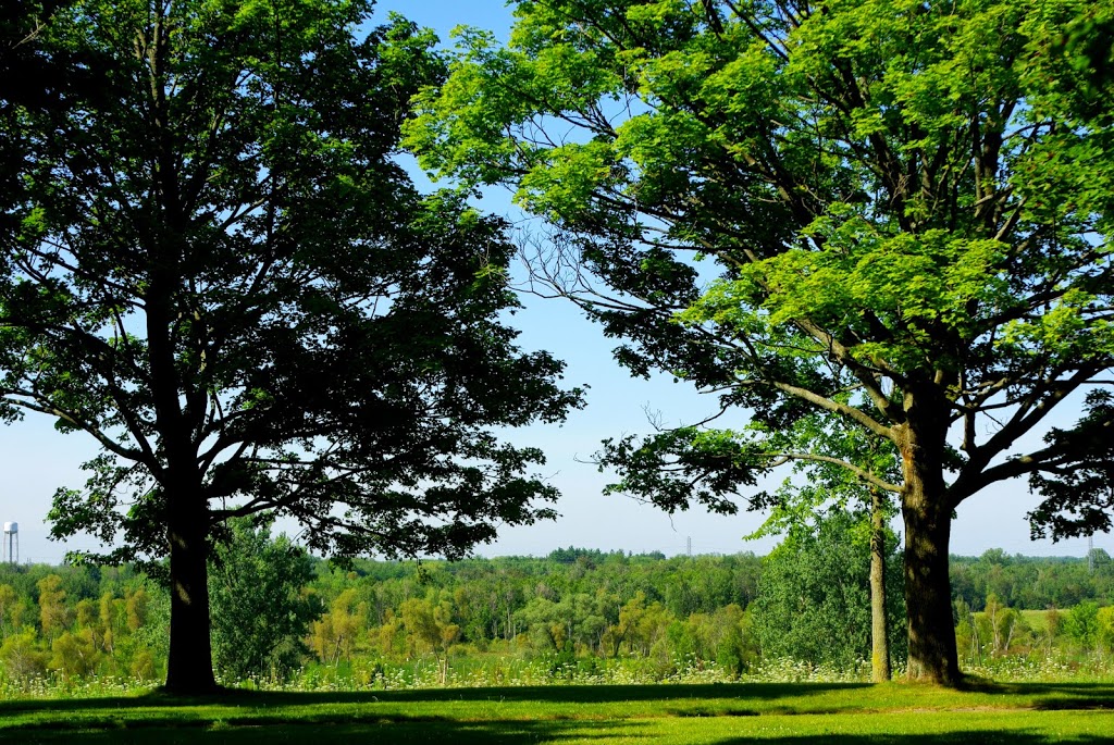 Free Your Emotions with Susan Bushell | 5420 Hwy 6 North, Orchard Park Suite 344, Guelph, ON N1H 6J2, Canada | Phone: (519) 763-9858