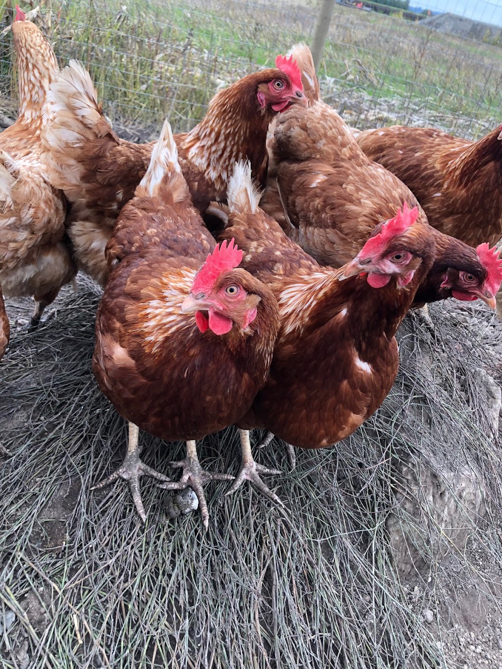 Serpentine Farms | 15966 64 Ave, Surrey, BC V3S 1Y1, Canada | Phone: (604) 655-1301