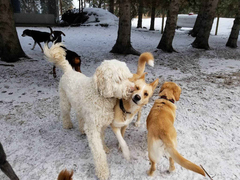 Creekside Pet Boarding & Daycare | 4115 170 St SW, Edmonton, AB T6Y 0C8, Canada | Phone: (587) 879-2879