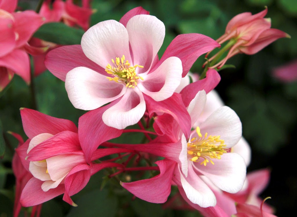50 Mather - Perennials | 50 Mather Rd, Bancroft, ON K0L 1C0, Canada | Phone: (613) 332-8532