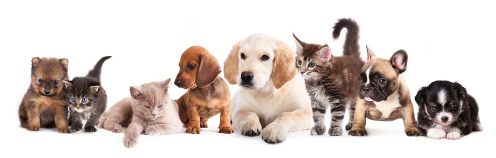 Golden Eagle Mobile Veterinary Services Ltd. | 3208 Renton Rd, Burlington, ON L7M 3C7, Canada | Phone: (647) 769-2791