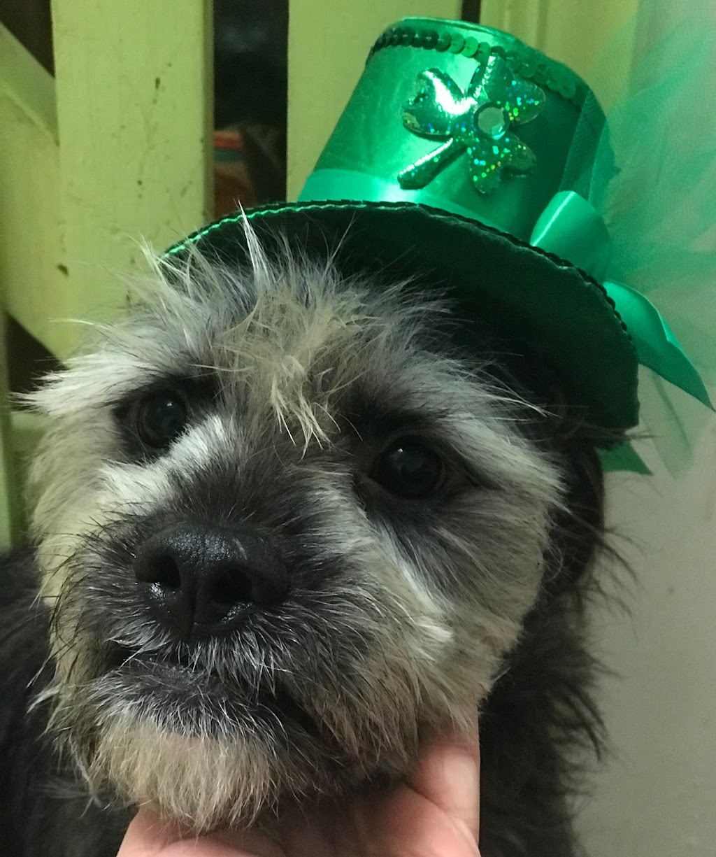 Pup Culture Dog Daycare | 6939 Hastings St Suite 101, Burnaby, BC V5B 1S9, Canada | Phone: (604) 298-7297