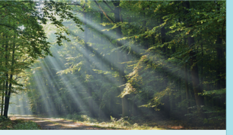 Ocean Tides Counselling & Therapy, Donna McLean M.S.W. | 989 Young Ave, Halifax, NS B3H 2V9, Canada | Phone: (902) 430-3137