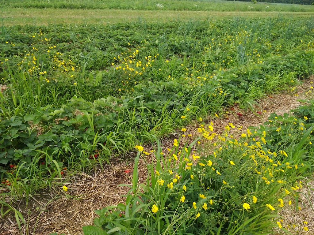 Jean Yves Gamelin Farm | 188 Rang du Chenal Tardif, Pierreville, QC J0G 1J0, Canada | Phone: (450) 568-2654