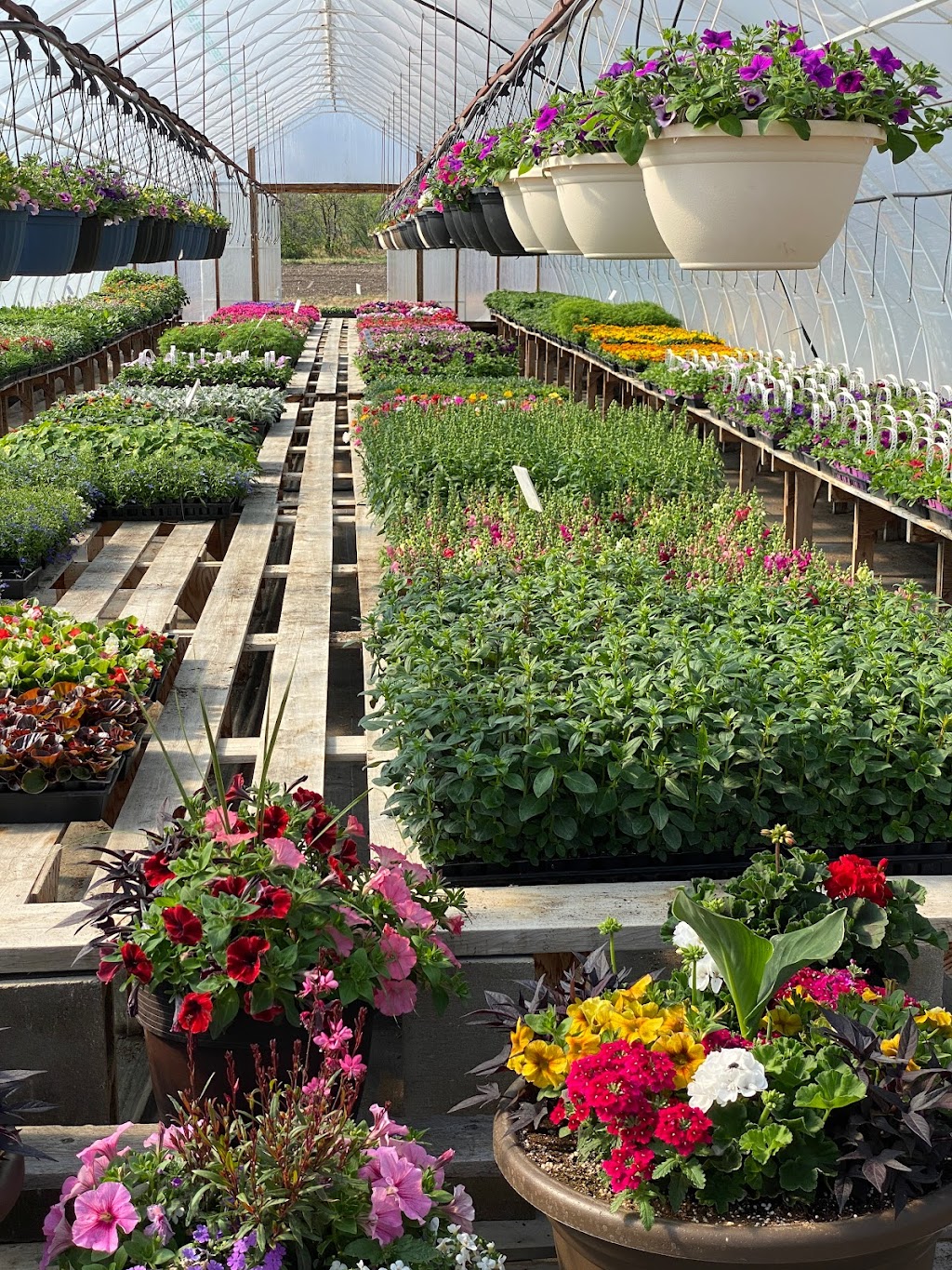 Parkside Gardens Greenhouse & Landscaping | MB-5, Riding Mountain, MB R0J 1T0, Canada | Phone: (204) 967-2135