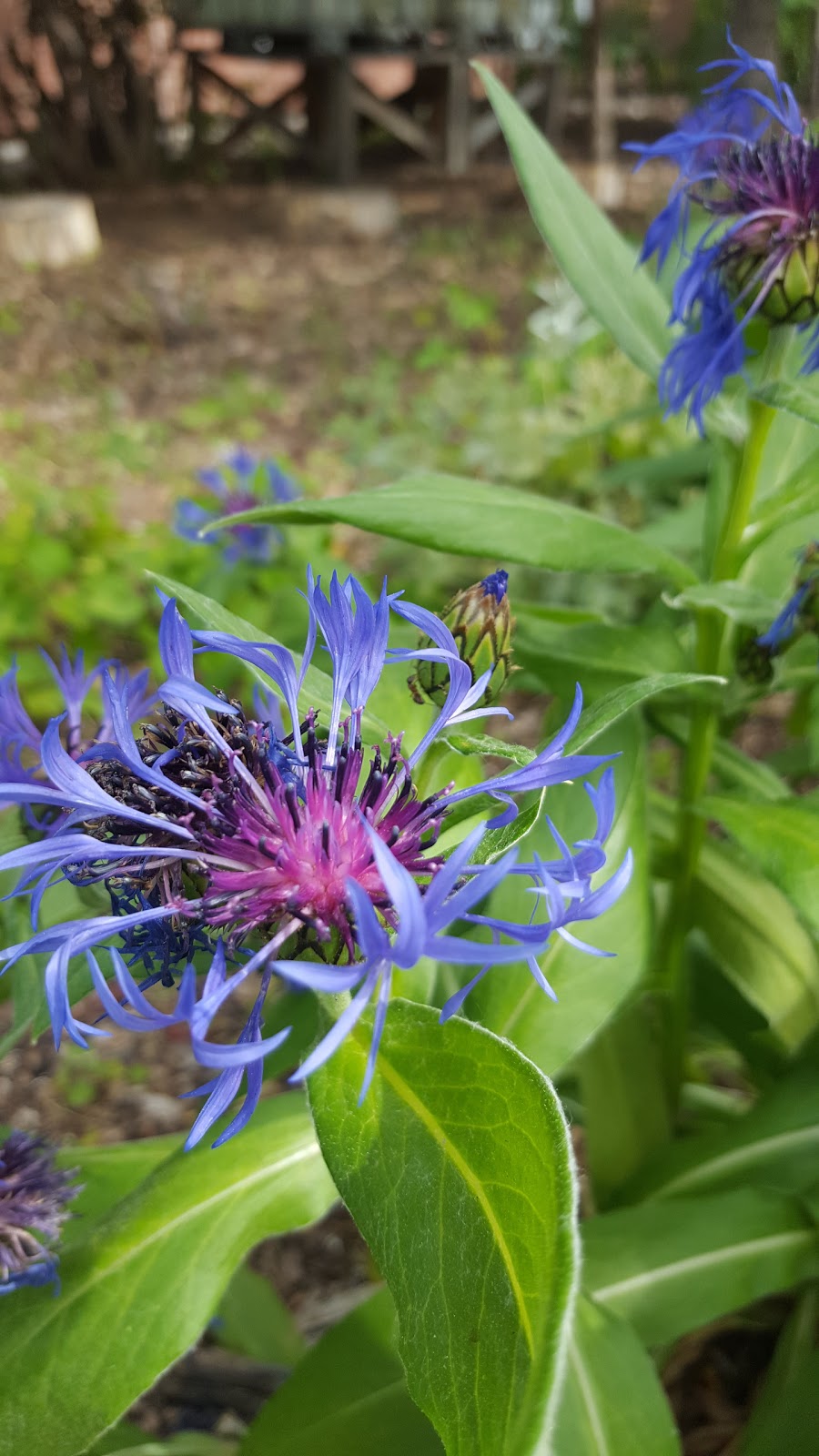 Sunalta Community Wildflower Garden | 1310 16 St SW, Calgary, AB T3C 0W8, Canada