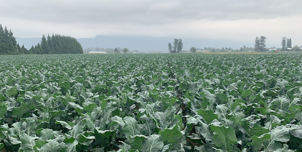Sandhu Produce Growers Ltd | 3542 Marion Rd, Abbotsford, BC V3G 2J6, Canada | Phone: (604) 852-1244