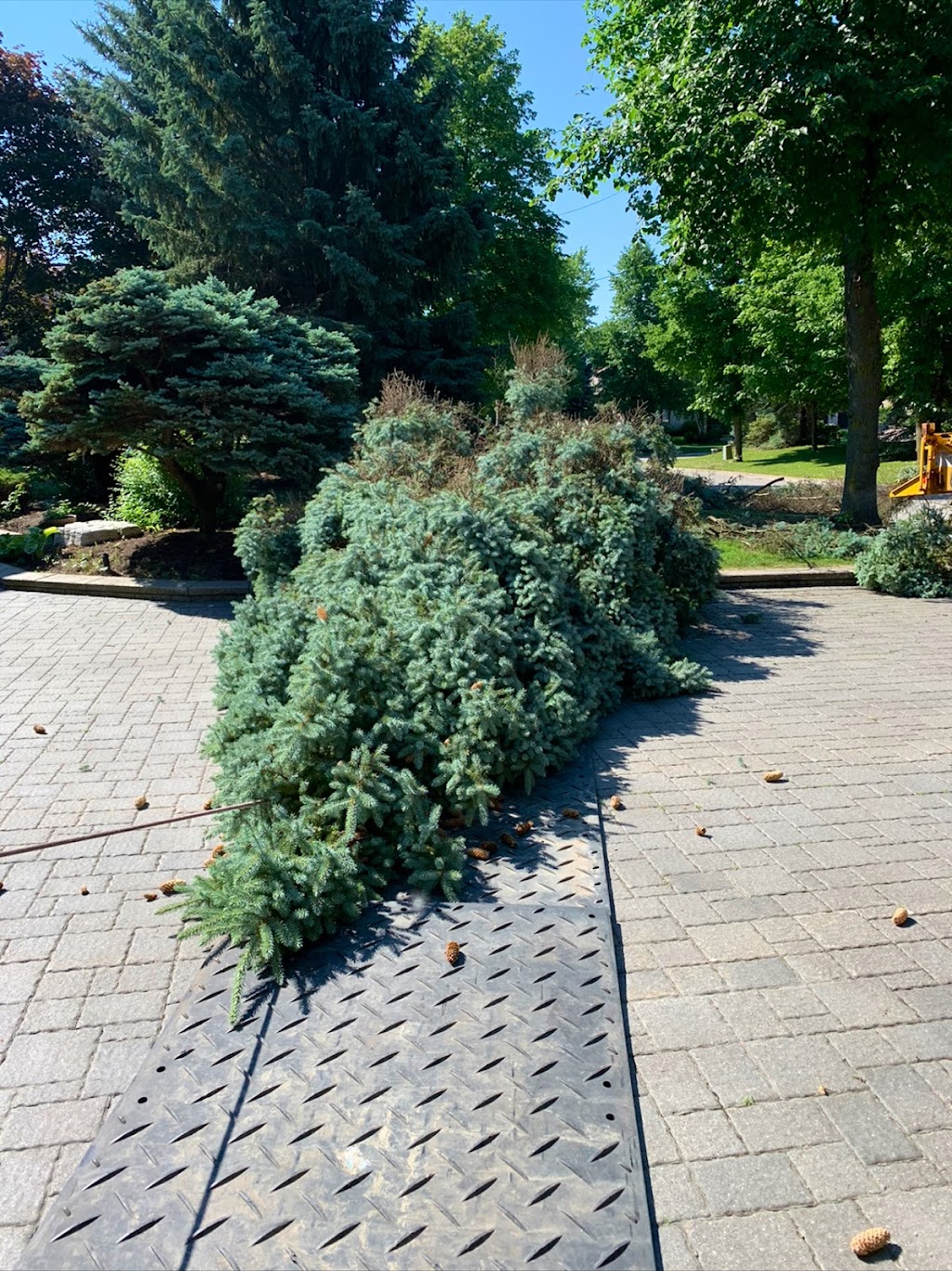 Columbus Tree Services | 20 Columbus Rd W, Oshawa, ON L1G 0G6, Canada | Phone: (416) 670-9851