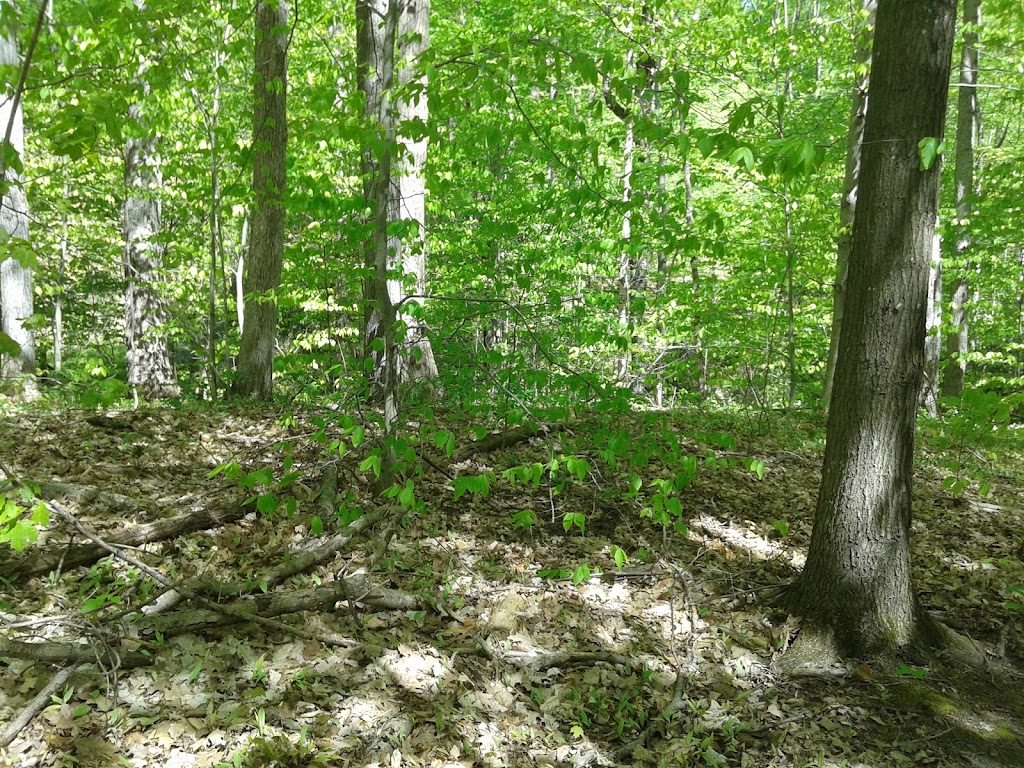 Proctor Park Conservation Area | 96 Young St, Brighton, ON K0K 1H0, Canada | Phone: (613) 394-4829