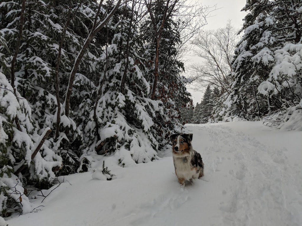 Overflow Parking | 5V3, 70 & 80 East White Hills Rd, St. Johns, NL A1A 5V3, Canada