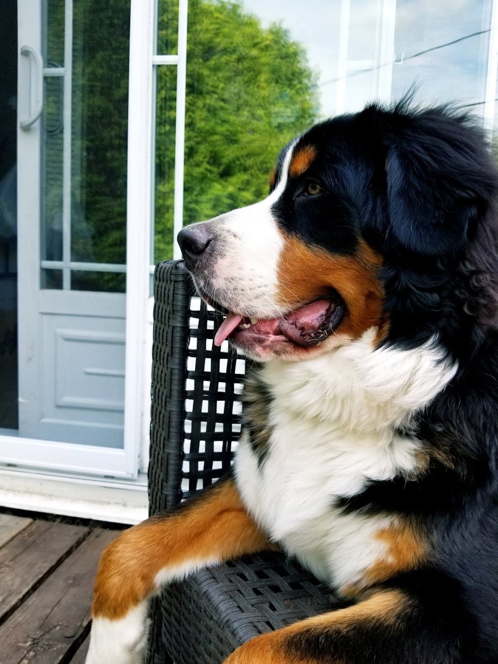 les compagnons de vie | 2261 Rte du Président-Kennedy, Saint-Isidore, QC G0S 2S0, Canada | Phone: (418) 952-5078