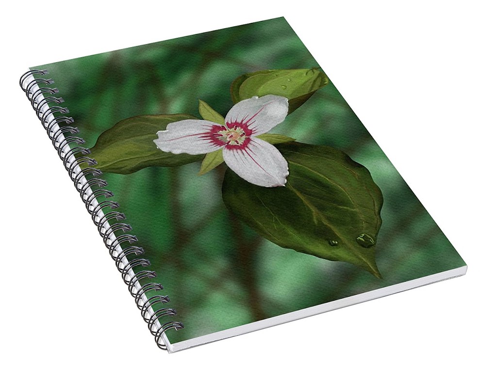 Art By Heidi Hirtle | Aberdeen Rd, Bridgewater, NS B4V 2T1, Canada | Phone: (902) 521-6837