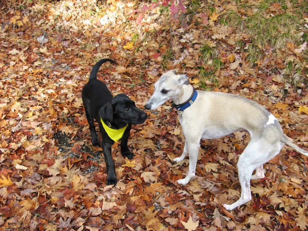 MINDEN ANIMAL HOSPITAL | 4 Booth St, Minden, ON K0M 2K0, Canada | Phone: (705) 286-2919