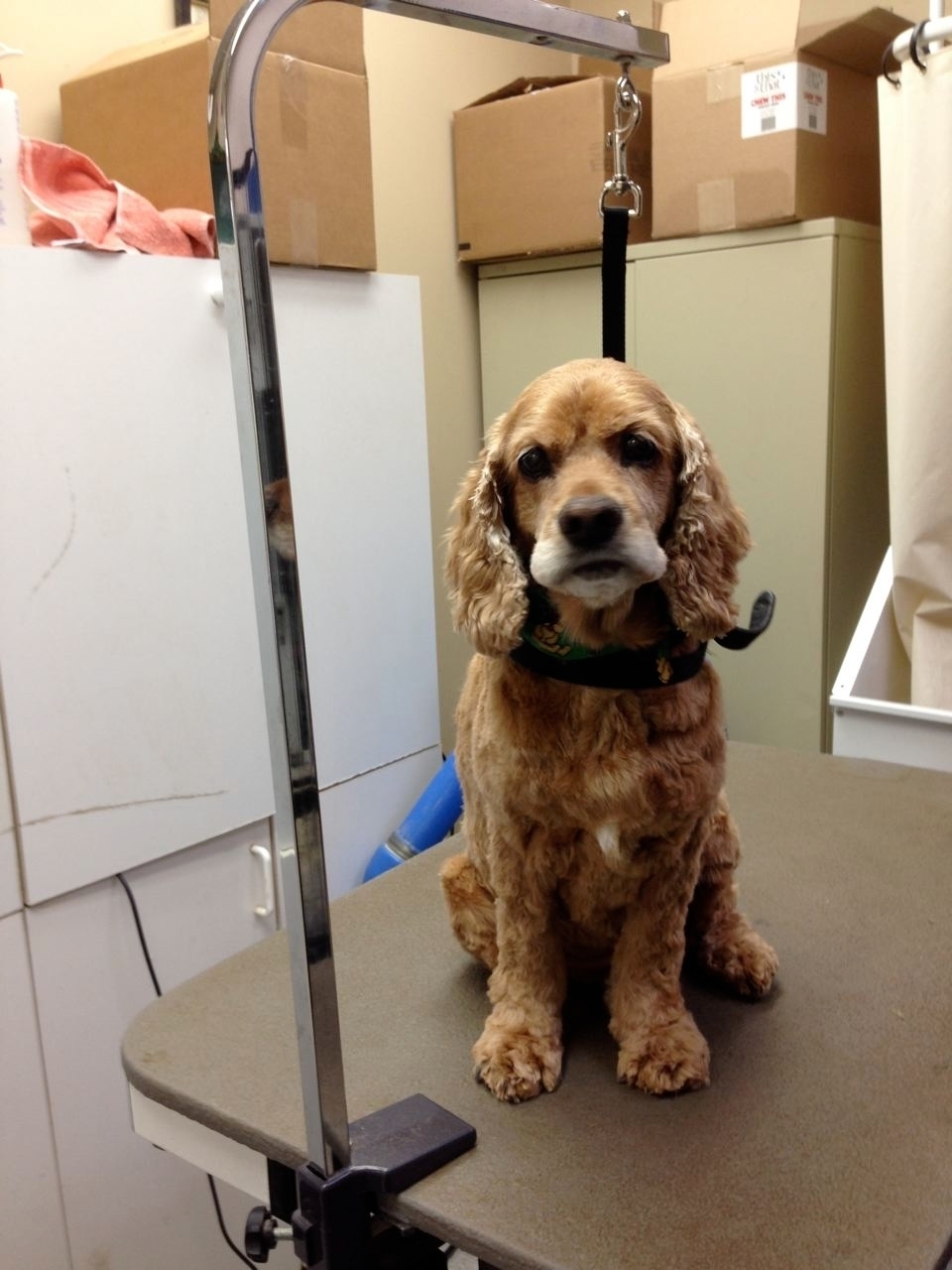 Wags n Whiskers | 3550 Dundas St, Burlington, ON L7M 4B8, Canada | Phone: (905) 616-0025