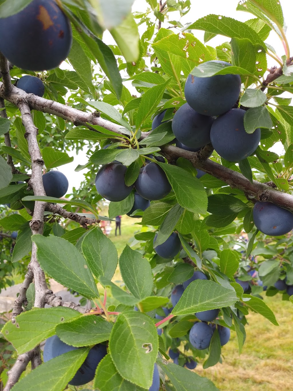 Verger et Cidrerie Ferland | 380 Chem. de la Station, Compton, QC J0B 1L0, Canada | Phone: (819) 835-5762