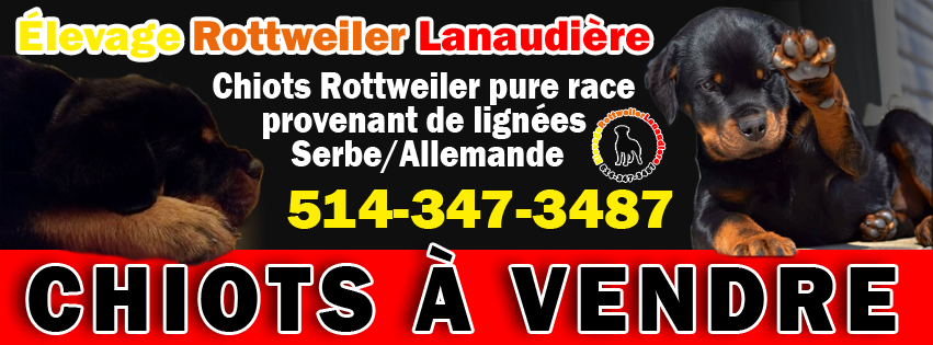 Élevage de chiots et chiens Rottweiler Lanaudière | 300 6e Rang, Saint-Calixte, QC J0K 1Z0, Canada | Phone: (514) 347-3487