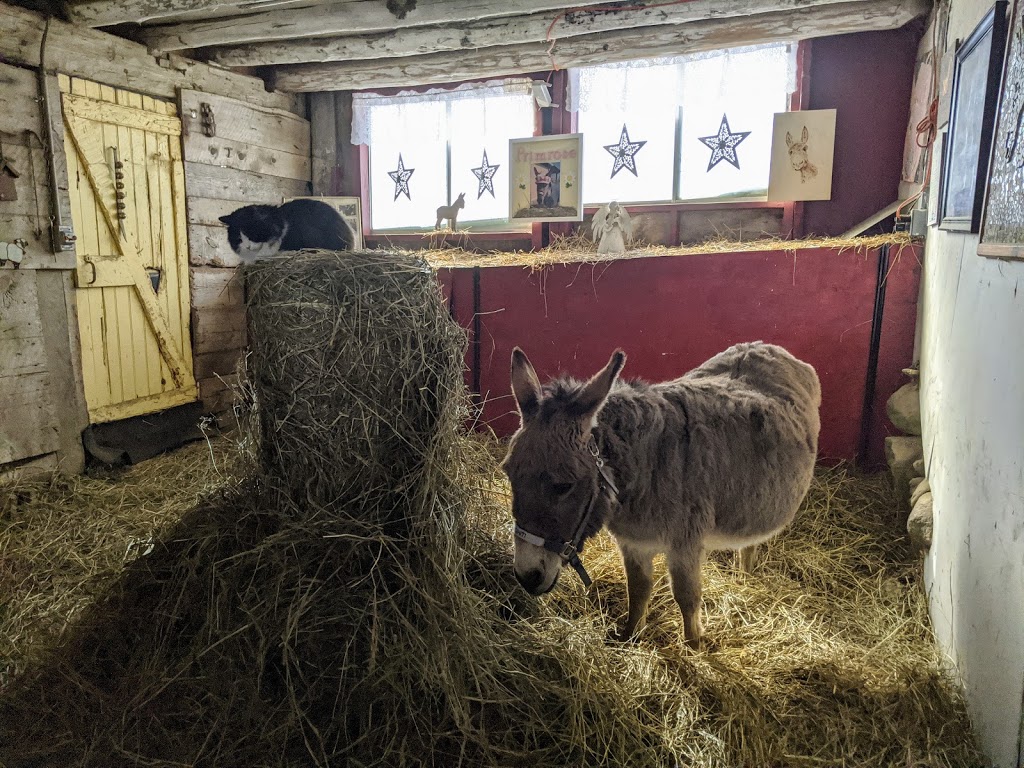PrimRose Donkey Sanctuary | 1296 Bowmanton Rd, Roseneath, ON K0K 2X0, Canada | Phone: (905) 352-2772