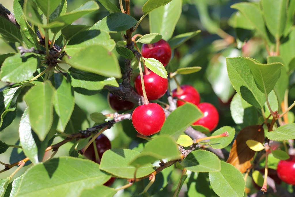 Ol Mill Berries | Box 277, QuAppelle St, QuAppelle, SK S0G 4A0, Canada | Phone: (306) 209-0442