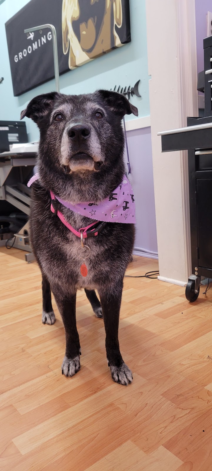 Knotty Dogs Grooming | 30 Roberts St, Ladysmith, BC V9G 1A2, Canada | Phone: (250) 619-0009