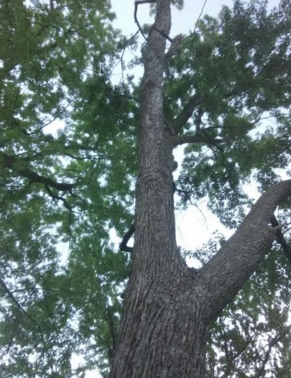 Tree Removal Barrie | 226 Bayview Dr, Barrie, ON L4N 4Y8, Canada | Phone: (705) 243-4540