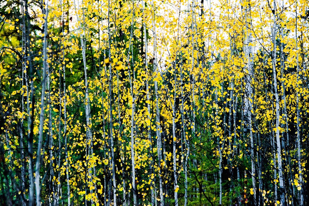 Julie-Anne Davies Photography | 661 St Marys Lake Rd, Kimberley, BC V1A 3K4, Canada | Phone: (250) 432-9801