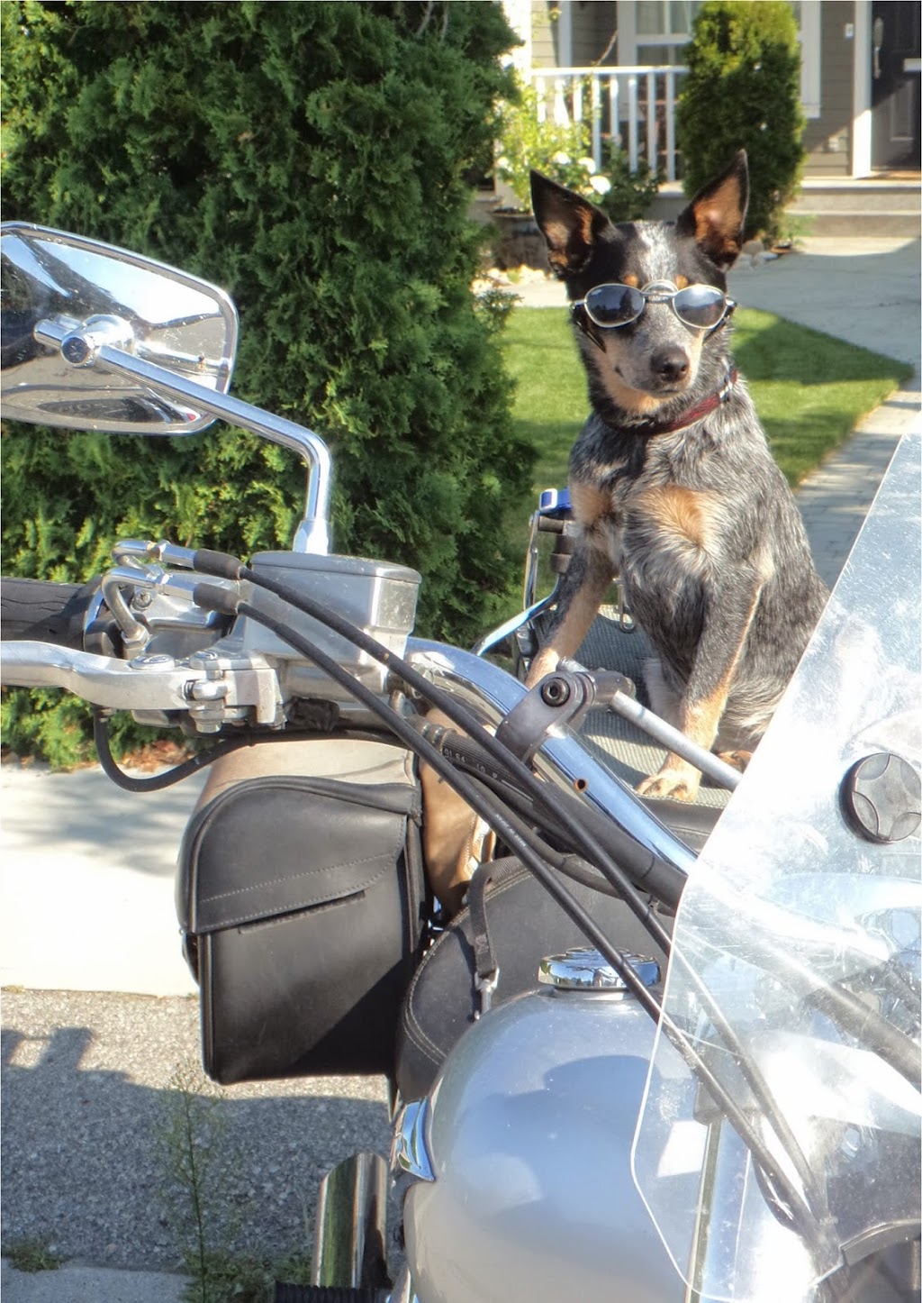 Mutts and Motorcycles - Motorcycle, Sled and Atv Service Pentict | 533 Nelson Ave, Penticton, BC V2A 2L2, Canada | Phone: (403) 880-6994