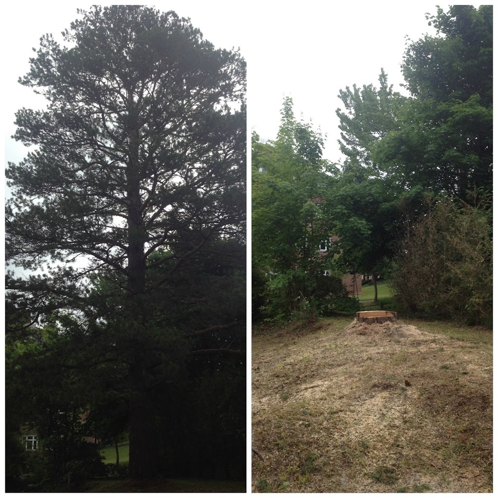 Ground to Crown Tree Services | 4537 Prospect Rd, Kentville, NS B4N 3V8, Canada | Phone: (902) 679-8733