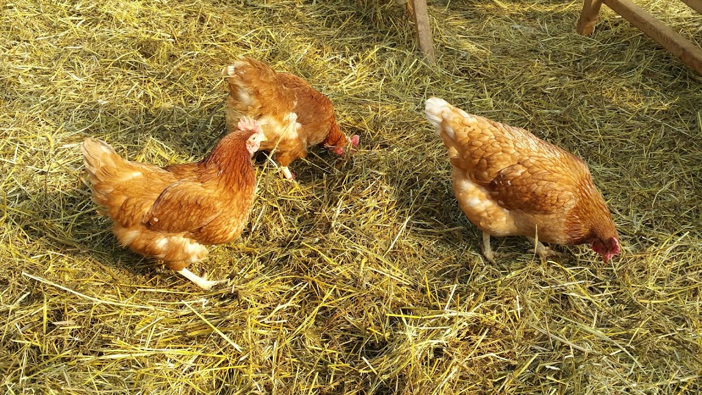 Farmstand | 573 Morrison Point Rd, Milford, ON K0K 2P0, Canada | Phone: (343) 263-3312