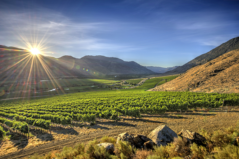 Vanessa Vineyard | 1090 BC-3, Cawston, BC V0X 1C3, Canada | Phone: (250) 499-8811