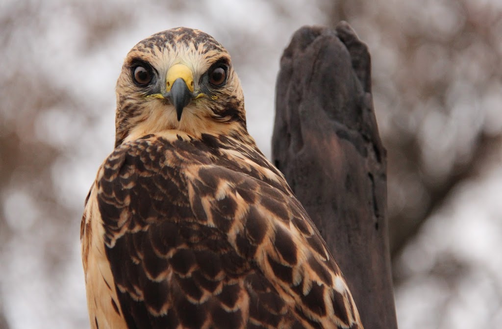 Prairie Flight and Fur Taxidermy | Box 94, Jansen, SK S0K 2B0, Canada | Phone: (306) 365-7721