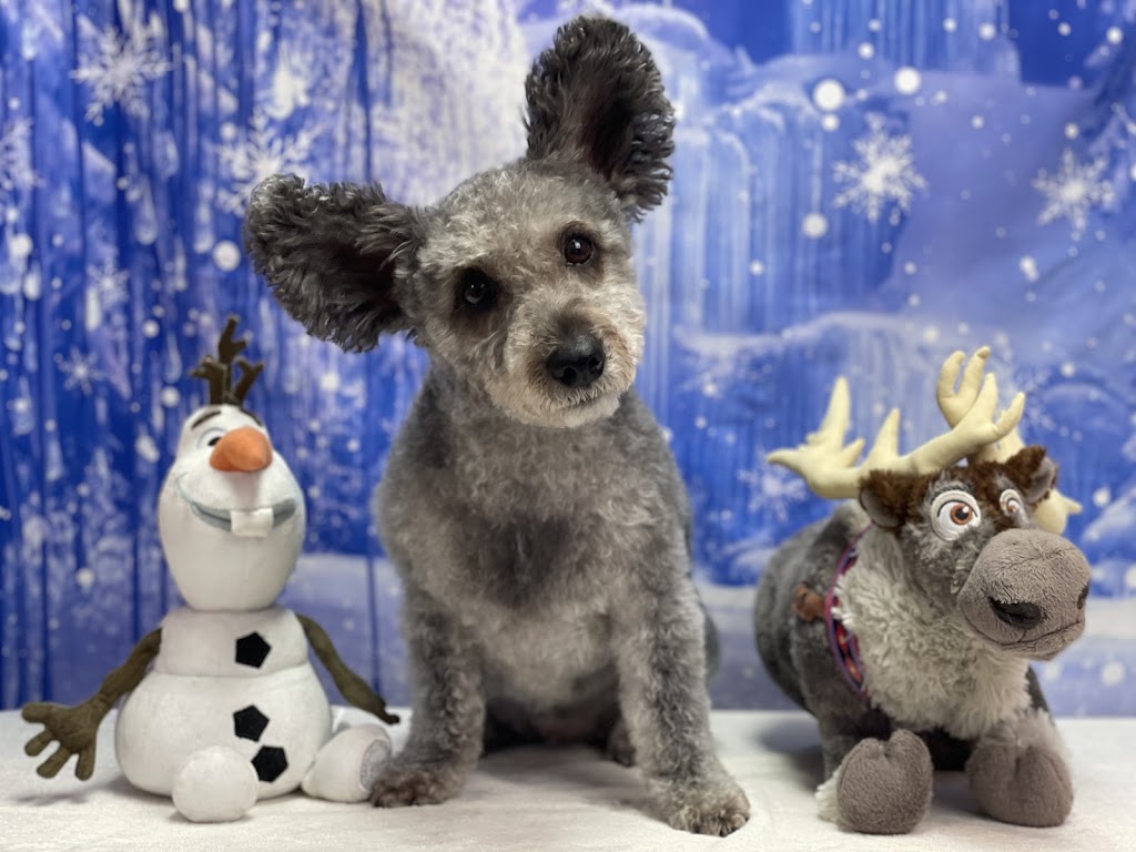 My Diva Dog | 447 Forest Lea Rd, Pembroke, ON K8A 6W6, Canada | Phone: (613) 735-2725