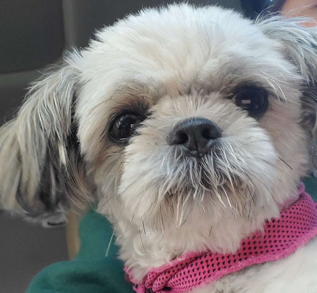 Ranch Docs Veterinary Services Inc. | 82038, Range Rd 210, Lethbridge County, AB T1K 8H2, Canada | Phone: (403) 327-4658