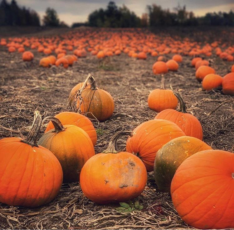Ferme de Citrouilles Roberge et Gosselin | 1736 Chem. Royal, Saint-Pierre, QC G0A 4E0, Canada | Phone: (418) 952-2744