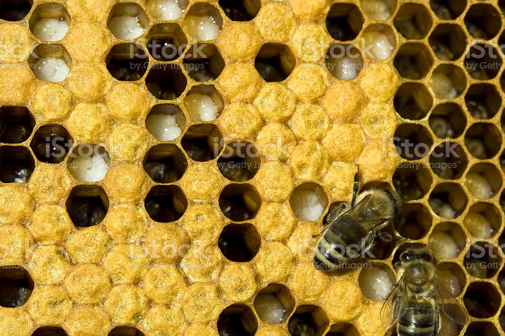 BBB HONEY FARM INC | 382080 RR 5, 5, Alhambra, AB T0M 0C0, Canada | Phone: (403) 844-3557